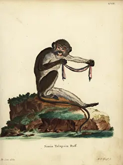 Seve: Southern talapoin monkey, Miopithecus talapoin