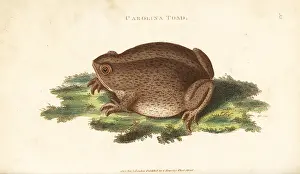 Terrestris: Southern toad, Bufo terrestris