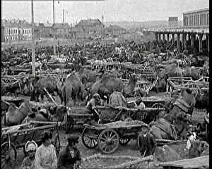 Federative: Soviet Men Working With Camels and Carts Full