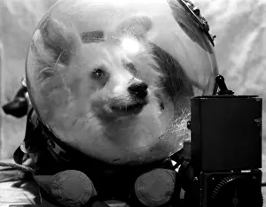 Kozyavka: Soviet space dog Kozyavka