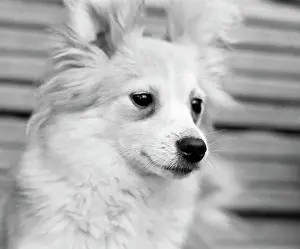 Orbital: Soviet space dog Kozyavka