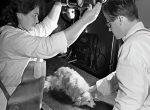 Examination: Soviet space dog Kozyavka