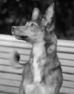 Orbital: Soviet space dog Nezhnay