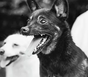 Orbital: Soviet space dog Zhuchka