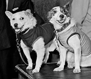 Strelka: Soviet space dogs Belka and Strelka