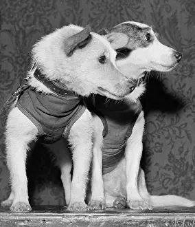 Spent: Soviet space dogs Belka and Strelka