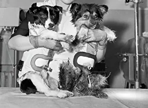 Kosmos: Soviet space dogs Ugolyok and Veterok, 1966