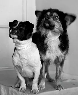Cheredintsev: Soviet space dogs Veterok and Ugolyok, 1966