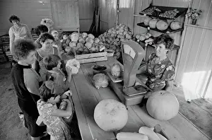 Kuibyshev: Sovkhoz Bolshevik, Kuibyshev - mod. Samara region