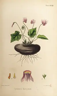 Cyclamen: Sow-bread, Cyclamen purpurascens