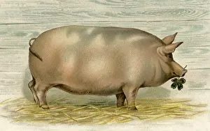 Whitewashed: Sow with Clover