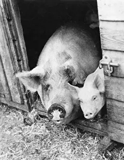 Snouts: SOW AND PIGLET