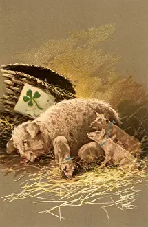Piglets: Sow and Piglets
