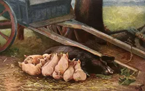 Piglets: Sow and Piglets