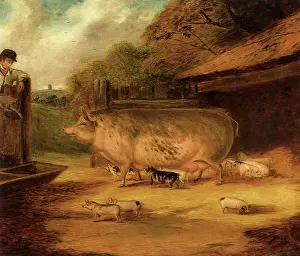 Piglets: Sow and Piglets