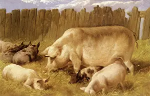 Lowered: Sow and Her Piglets