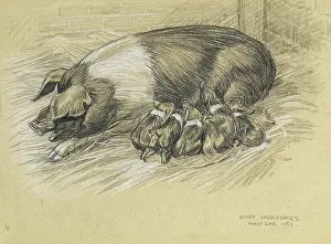Piglets: A sow with piglets