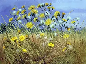 Weeds: Sow Thistle