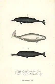 Complements: Sowerby's beaked whale, beluga whale, and