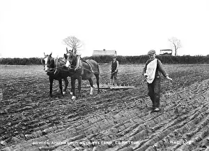 Corn: Sowing and Harrowing in the Corn, Co Antrim