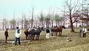 Harrowing: Sowing seed and harrowing, Victorian period