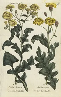 Culpepers: Sowthistle and prickly sowthistle