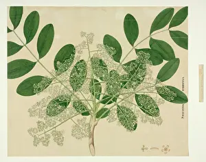 Rohan: Soymida febrifuga, Rohan bark