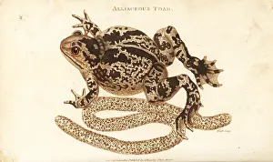 Rana: Spadefoot or garlic toad, Pelobates fuscus