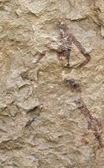 Mesolithic: SPAIN. Alpera. Alpera Cave paintings.. Human
