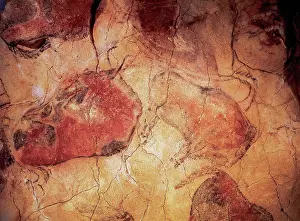 Bison: Spain. Cantabria. Cave of Altamira. Bison