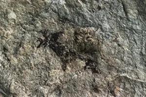 Stags: SPAIN. El Perello. Cave of La Cabra Freixet