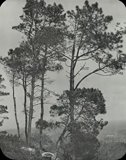 Sintra: Spain and Portugal - Pine trees, Sintra
