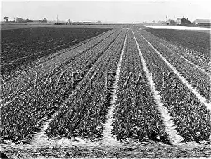 Spalding: Spalding Tulip Fields
