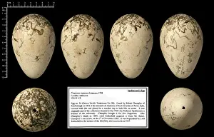 Eggshell: Spallanzani's great auk egg