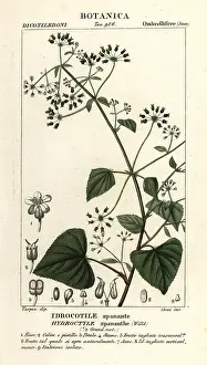 Corsi: Spananthe paniculata