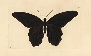 Spangle: Spangle butterfly, Papilio protenor