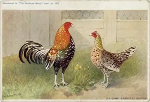 Bantams: SPANGLED BANTAMS