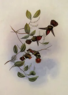 Coquette: Spangled Coquette, Lophornis Regin...ae