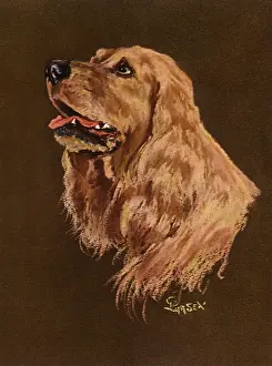 Panting: Spaniel