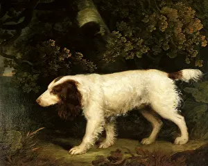 Garrard: A Spaniel