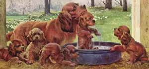 Canines: Spaniel Bath