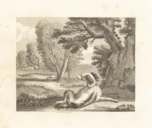 Jove: The Spaniel and the Chameleon