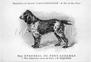 Audemer: Spaniel Dog