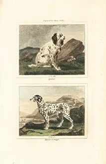 Barrs Buffon: Spaniel and harrier