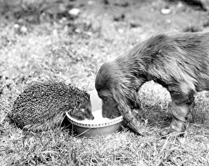 Hedgehogs: Spaniel and hedgehog