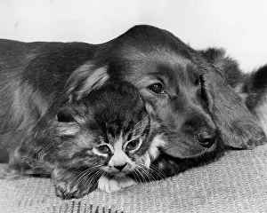 Cosy: Spaniel and kitten cosying up