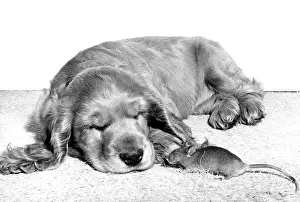 Asleep: Spaniel and Mouse