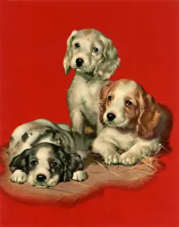 Winsome: Spaniel Puppies