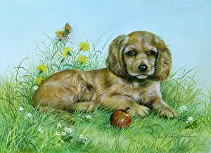 Dandelions: Spaniel Puppy ' butterfly, apple, daisies