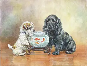 Goldfish: Spaniel and Terrier with a bowl of goldfish